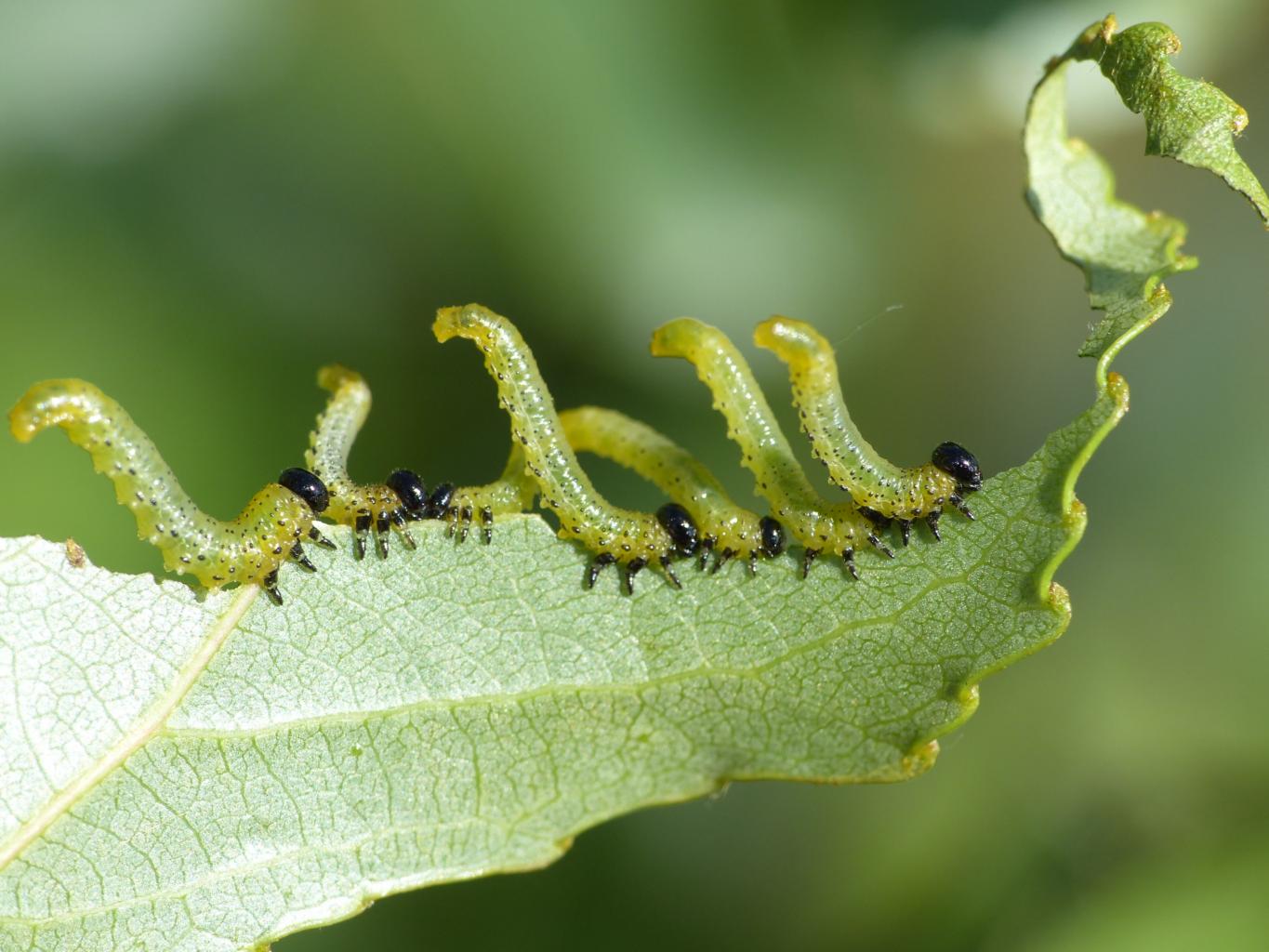 Larve di Argidae o Tenthredinidae?